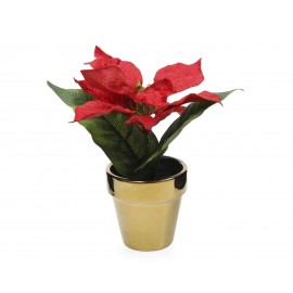 Planta Amarylis Red (1 Pieza)